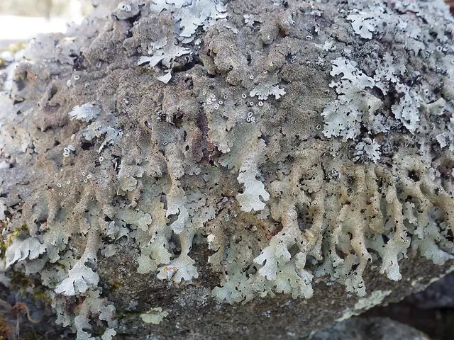 Tarczownica pogięta (Parmelia submontana)