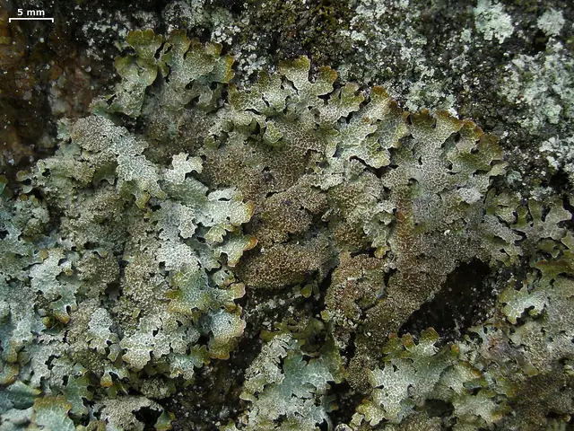 Tarczownica skalna (Parmelia saxatilis)