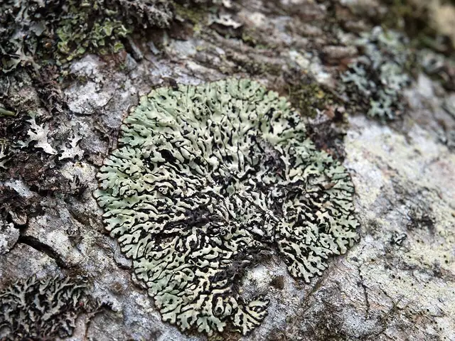 Tarczynka dziurkowana (Menegazzia terebrata)