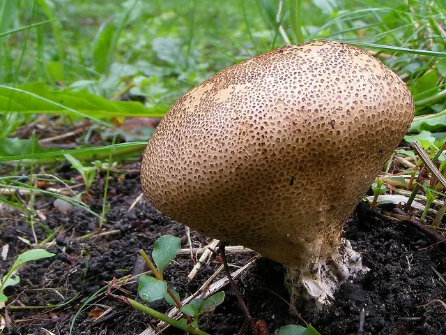 Tęgoskór brodawkowany (Scleroderma verrucosum)