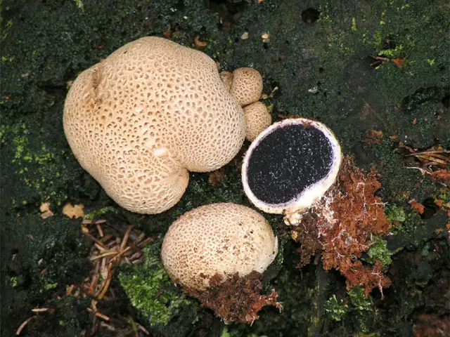 Tęgoskór cytrynowy (Scleroderma citrinum)