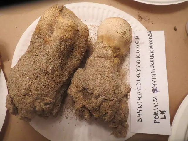 Tęgoskór korzeniasty (Scleroderma septentrionale)