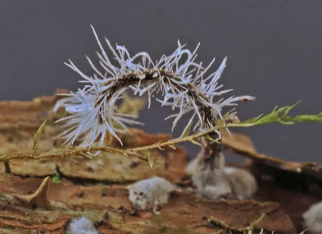 Tilachlidium brachiatum
