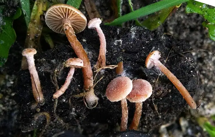 Trąbka kłaczkowata (Tubaria conspersa)