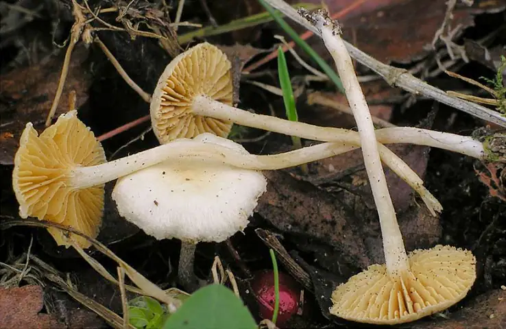 Trąbka żółtoblaszkowa (Tubaria dispersa)