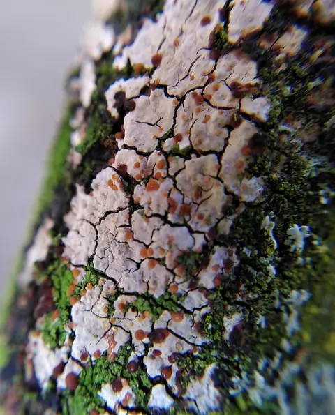 Tremella versicolor