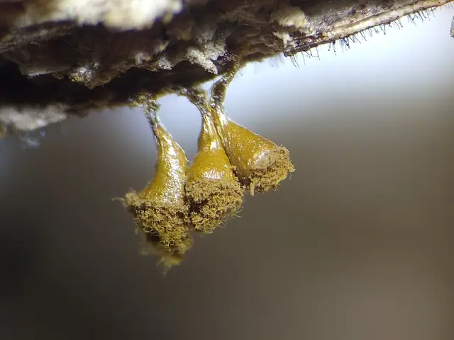 Trichia crateriformis