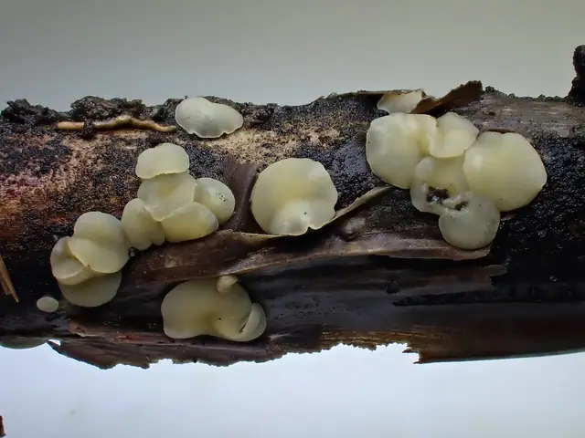 Trichobelonium kneiffii