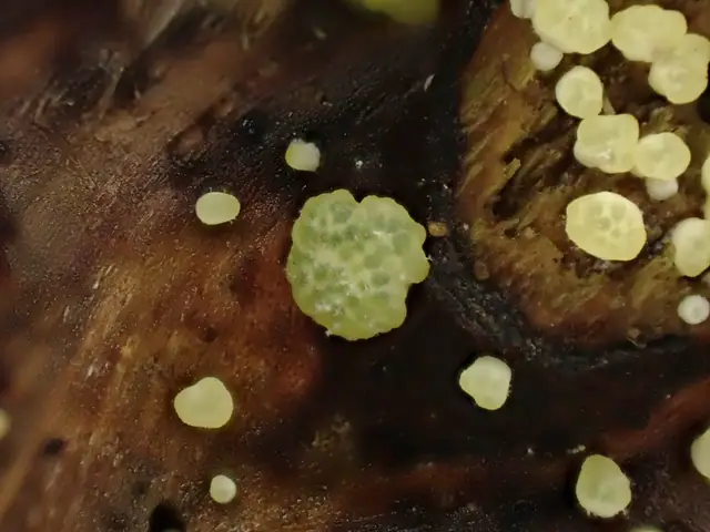 Trichoderma sinuosum