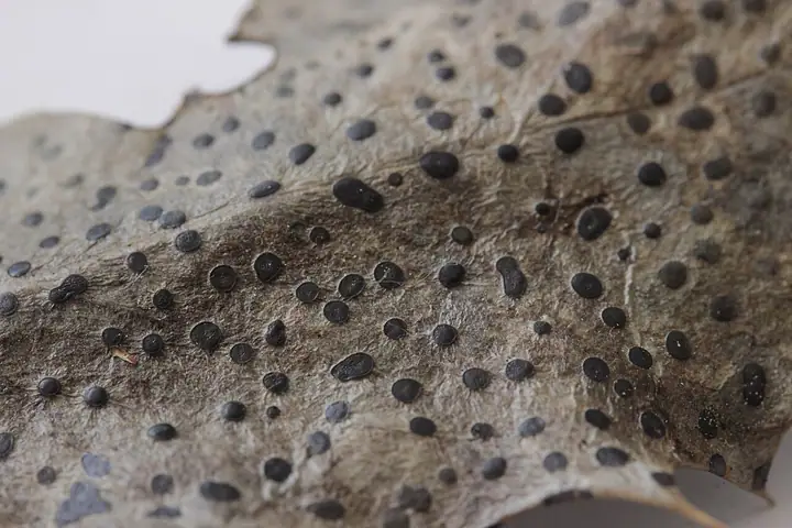 Trochila ilicina