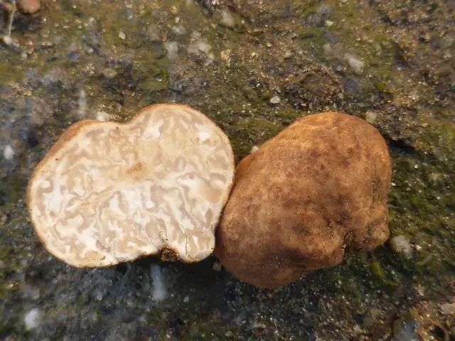 Trufla cuchnąca (Tuber foetidum)