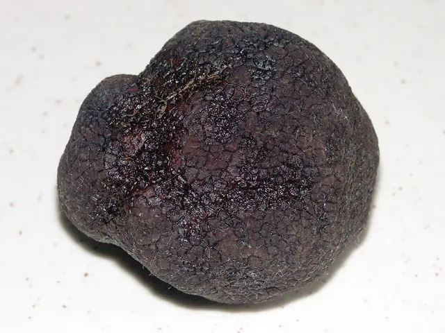 Trufla czarnozarodnikowa (Tuber melanosporum)