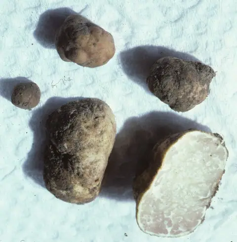 Trufla dębowa (Tuber dryophilum)