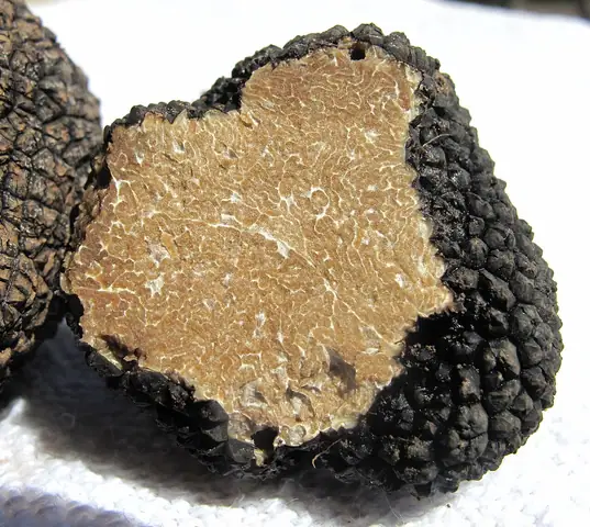 Trufla letnia (Tuber aestivum)
