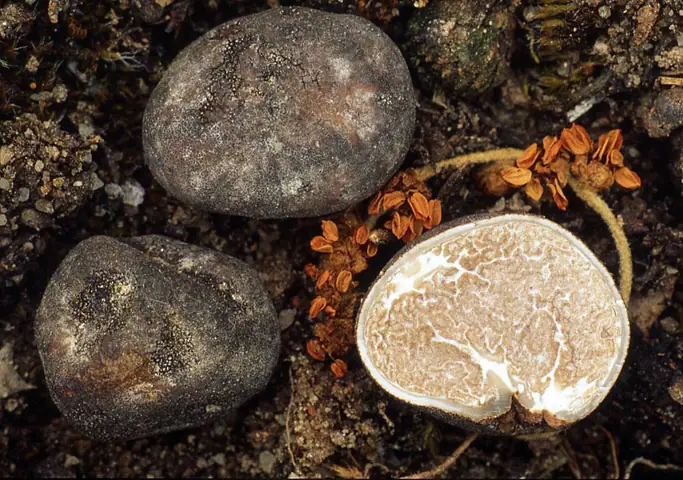 Trufla lśniąca (Tuber nitidum)
