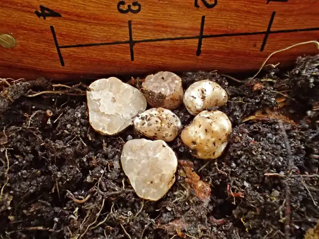 Trufla omszona (Tuber puberulum)