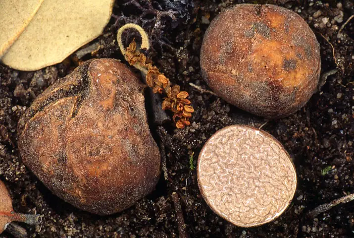 Trufla rdzawa (Tuber ferrugineum)