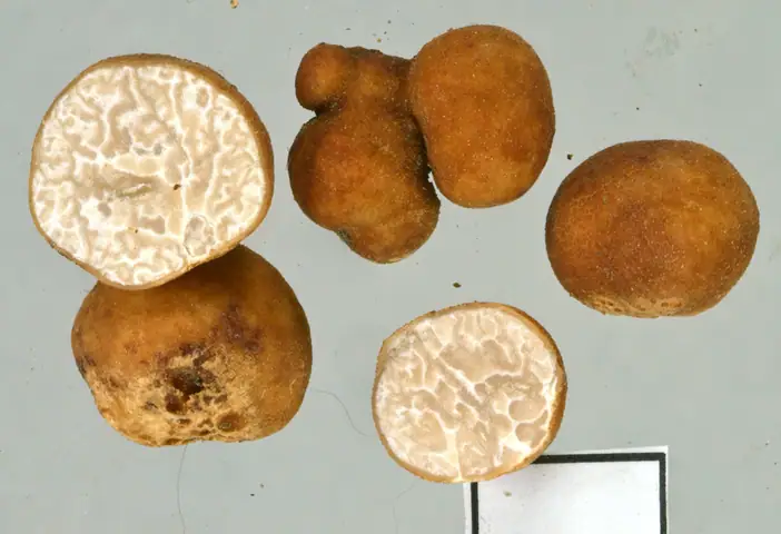 Trufla ruda (Tuber rufum var. apiculatum)