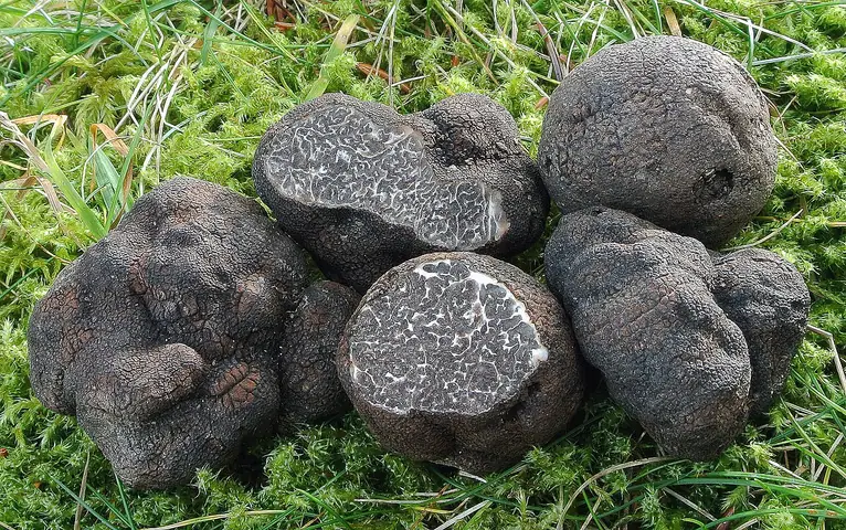 Trufla wielkozarodnikowa (Tuber macrosporum)