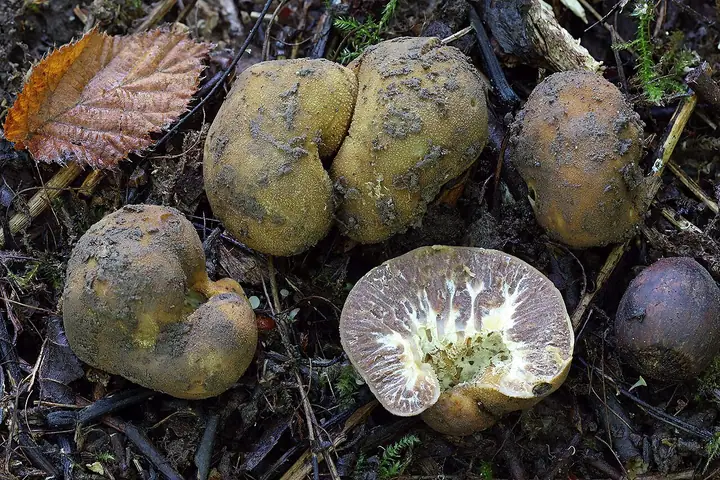 Trufla wydrążona (Tuber excavatum)
