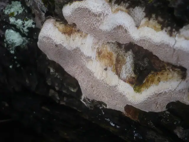 Trwałoporka różnobarwna (Perenniporia medulla-panis)