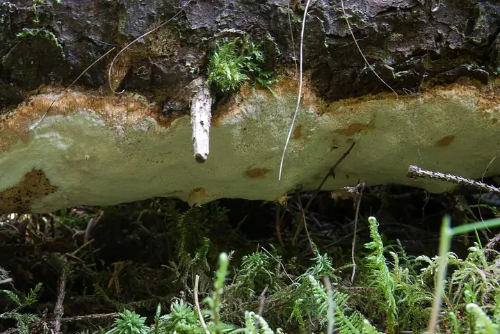Trwałoporka świerkowa (Perenniporia subacida)