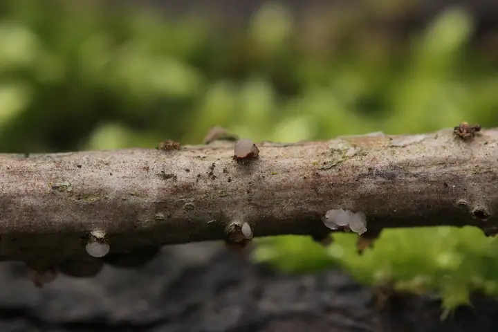 Trzęsak kulistozarodnikowy (Tremella globispora)