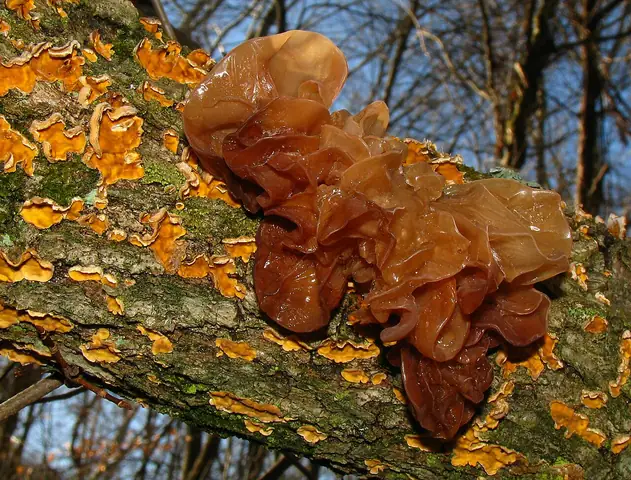 Trzęsak listkowaty (Tremella foliacea)