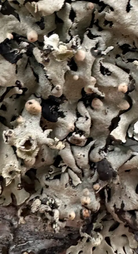 Trzęsak pustułkowy (Tremella hypogymniae)