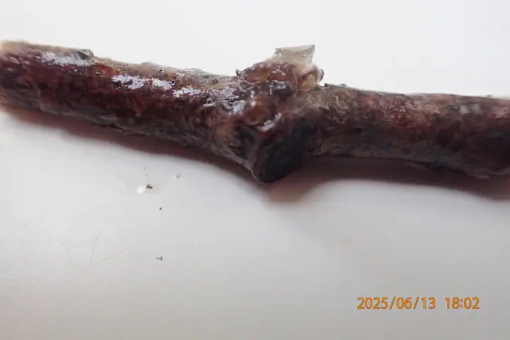 Trzęsak szpetny (Tremella indecorata)