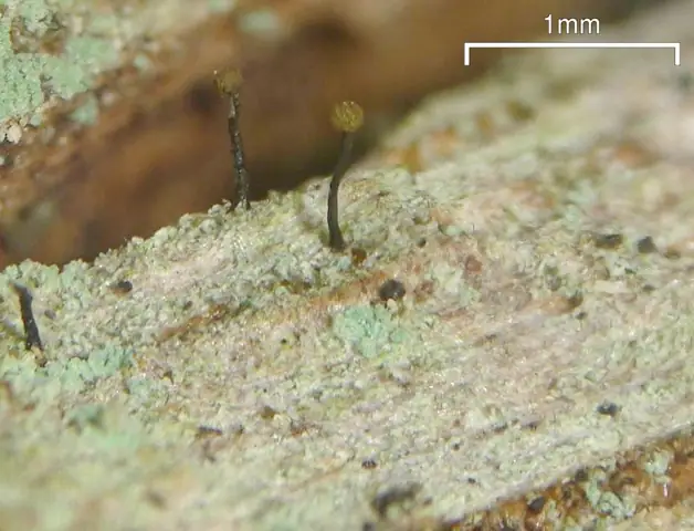 Trzonecznica brunatnawa (Chaenotheca brunneola)