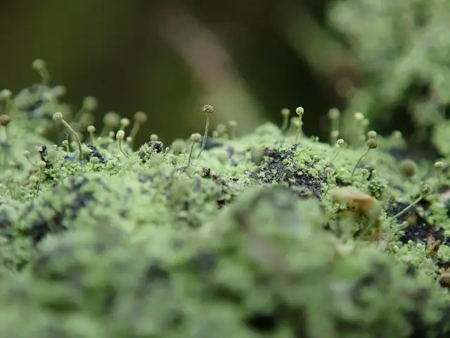 Trzonecznica otrębiasta (Chaenotheca furfuracea)