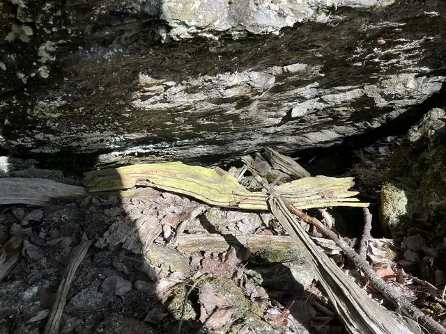 Trzonecznica szara (Chaenotheca cinerea)