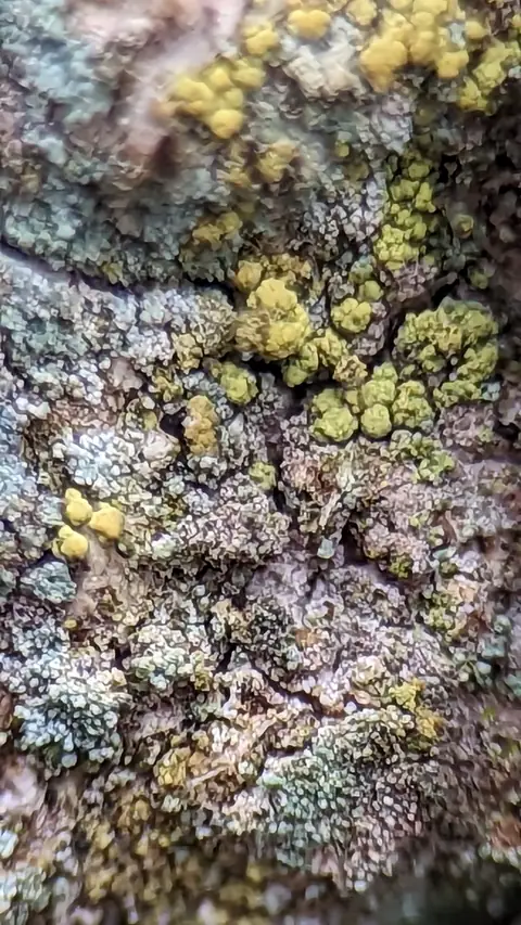 Trzonecznica żółta (Chaenotheca chrysocephala)