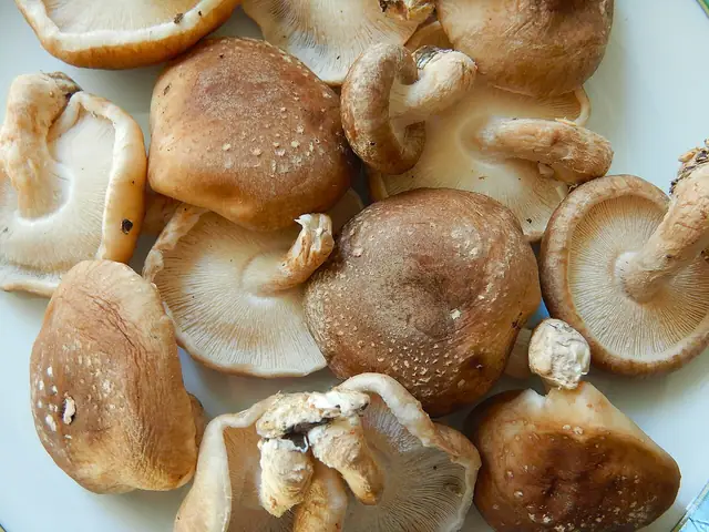Twardnik japoński (Lentinula edodes)