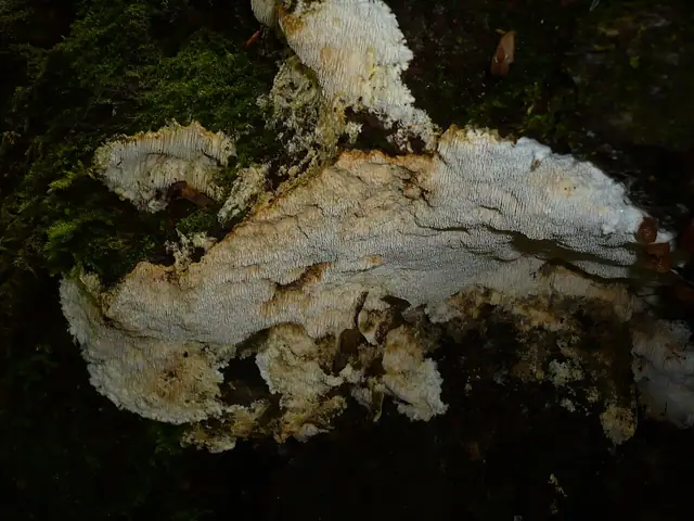 Twardoporek czerniejący (Rigidoporus crocatus)