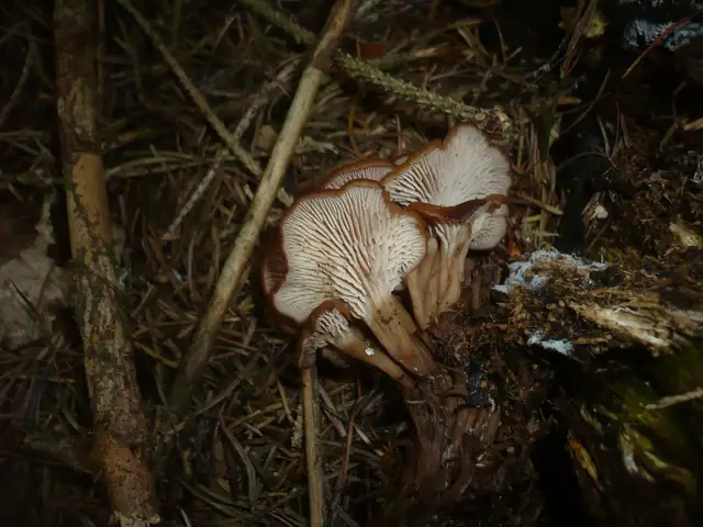 Twardówka anyżkowa (Lentinellus cochleatus)