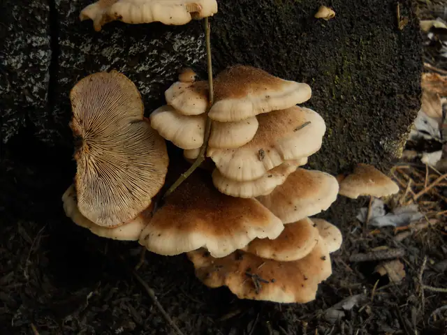 Twardówka filcowata (Lentinellus ursinus)