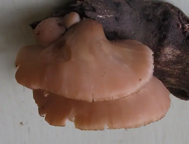Twardówka wachlarzowata (Lentinellus flabelliformis)