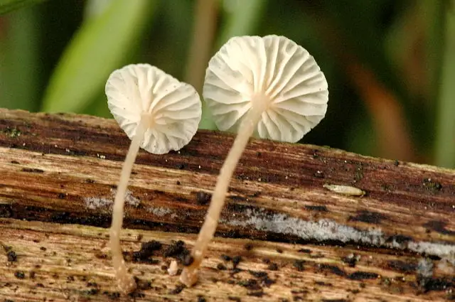 Twardziaczek gałązkowy (Marasmiellus ramealis)
