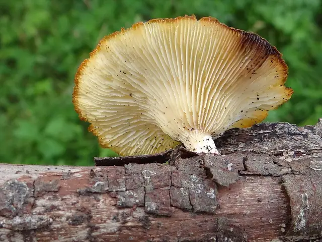 Twardziak anyżkowy (Lentinus suavissimus)
