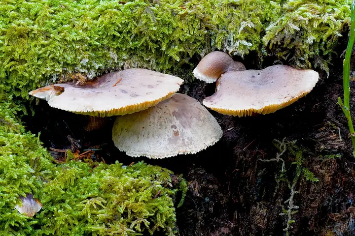 Twardziak lepki (Neolentinus adhaerens)