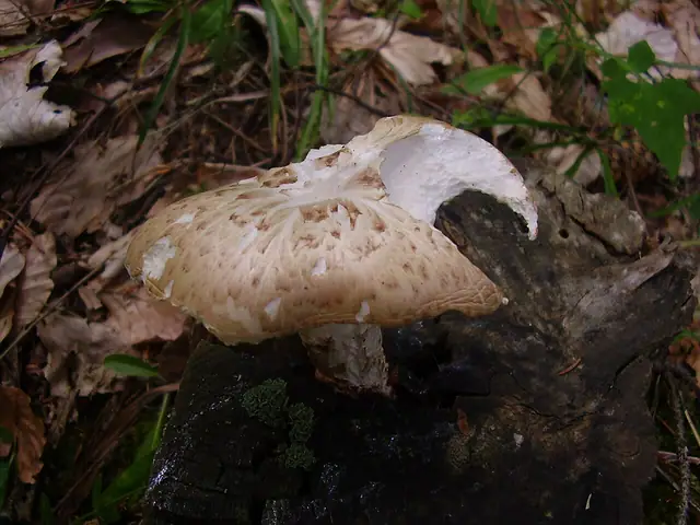 Twardziak łuskowaty (Neolentinus lepideus)