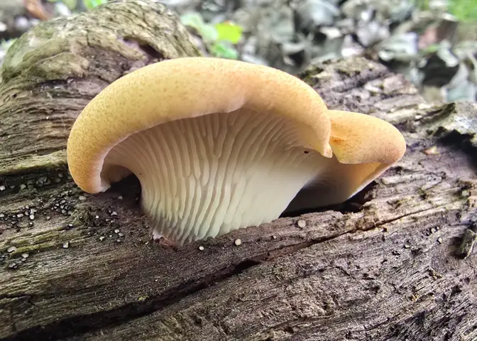 Twardziak pucharowaty (Neolentinus cyathiformis)