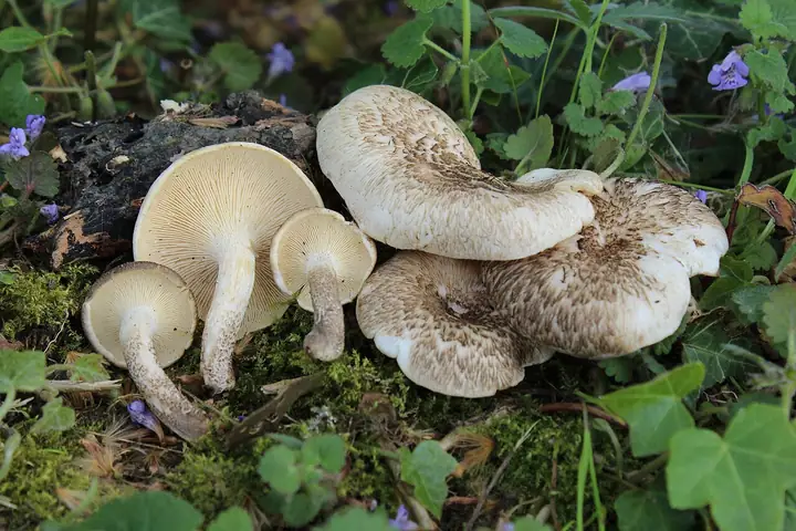 Twardziak tygrysi (Lentinus tigrinus)
