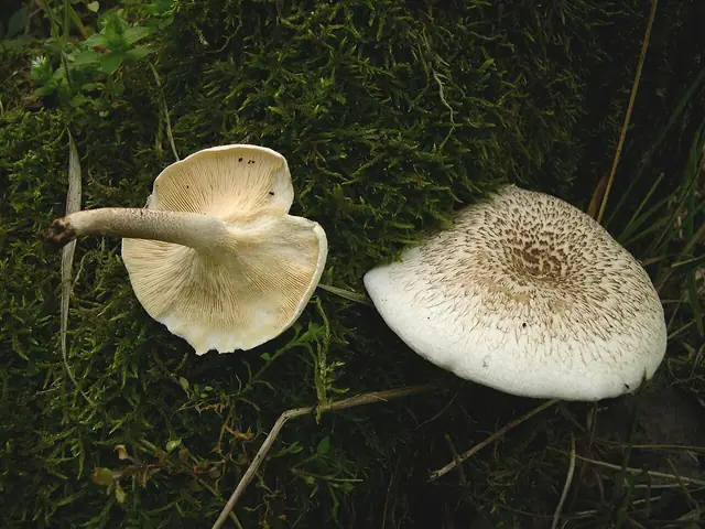 Twardziak tygrysi (Lentinus tigrinus)