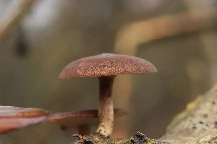 Twardziak zimowy (Polyporus brumalis)