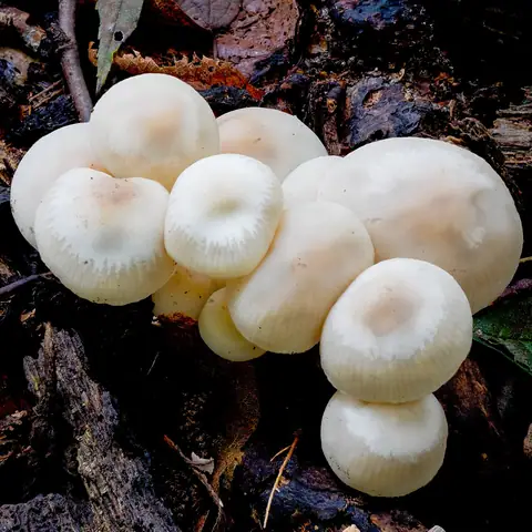 Twardzioszek białawoliliowy (Marasmius wynnei)