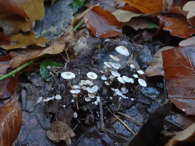 Twardzioszek bukowy (Marasmius setosus)