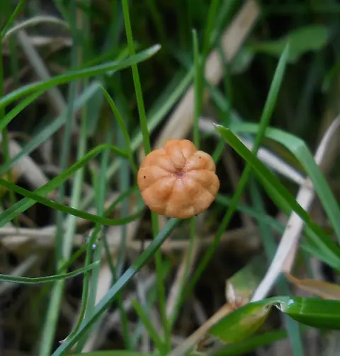 Twardzioszek czerwonobrązowy (Marasmius curreyi)